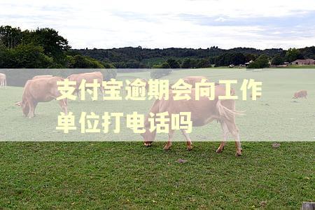 支付宝逾期会向工作单位打电话吗 支付宝逾期会向工作单位打电话吗