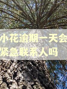 恒小花逾期一天会联系紧急联系人吗