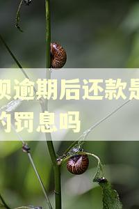 花呗逾期后还款是先还的罚息吗