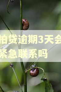 拍拍贷逾期3天会联系紧急联系吗