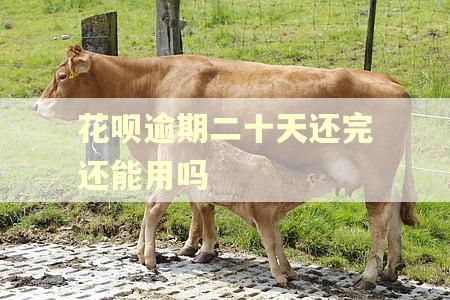 花呗逾期二十天还完还能用吗