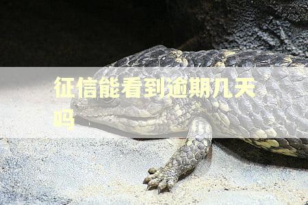征信能看到逾期几天吗