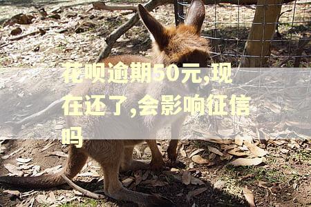 花呗逾期50元,现在还了,会影响征信吗