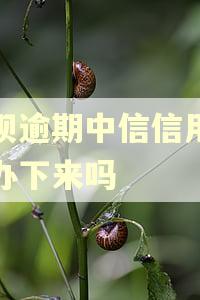花呗逾期中信信用卡能办下来吗