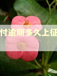分付逾期多久上征信吗