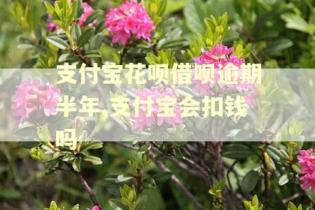 支付宝花呗借呗逾期半年,支付宝会扣钱吗