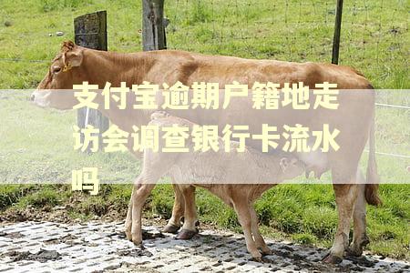 支付宝逾期户籍地走访会调查银行卡流水吗