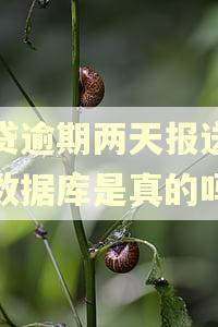 房贷逾期两天报送金融数据库是真的吗