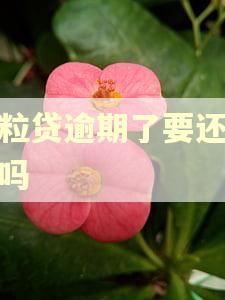 微粒贷逾期了要还全款吗