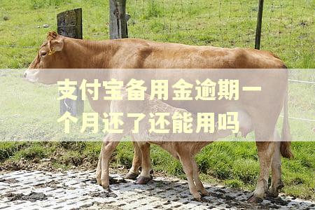 支付宝备用金逾期一个月还了还能用吗