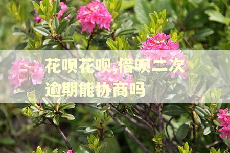 花呗花呗,借呗二次逾期能协商吗