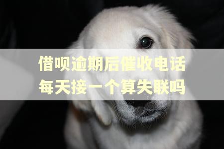 借呗逾期后催收电话每天接一个算失联吗
