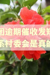 美团逾期催收发短信联系村委会是真的吗