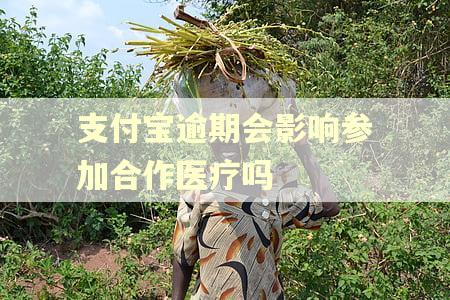 支付宝逾期会影响参加合作医疗吗