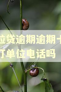 微粒贷逾期逾期十天会打单位电话吗