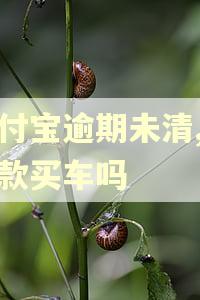 支付宝逾期未清,能全款买车吗 支付宝逾期未清,能全款买车吗
