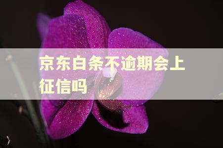 京东白条不逾期会上征信吗