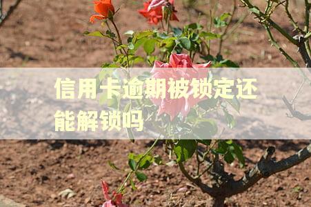 信用卡逾期被锁定还能解锁吗