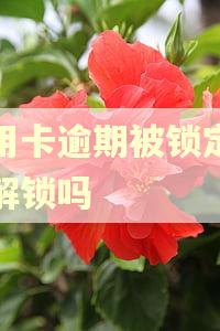 信用卡逾期被锁定还能解锁吗
