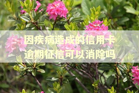 因疾病造成的信用卡逾期征信可以消除吗 因疾病造成的信用卡逾期征信可以消除吗