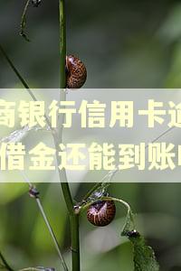 招商银行信用卡逾期,预借金还能到账吗