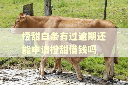 橙甜白条有过逾期还能申请橙甜借钱吗