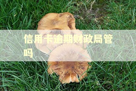信用卡逾期财政局管吗
