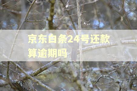 京东白条24号还款算逾期吗