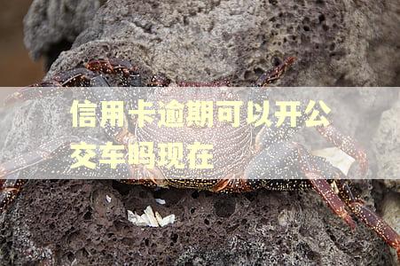 信用卡逾期可以开公交车吗现在