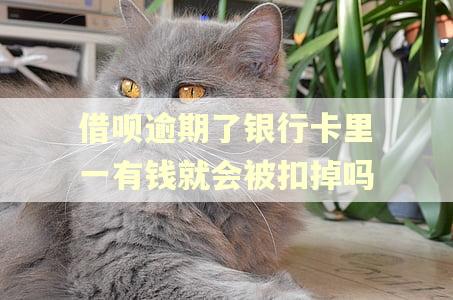借呗逾期了银行卡里一有钱就会被扣掉吗
