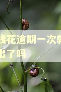 有钱花逾期一次就借不出了吗