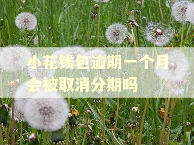 小花钱包逾期一个月会被取消分期吗 小花钱包逾期一个月会被取消分期吗