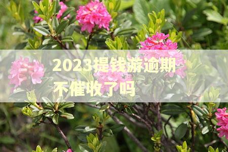 2023提钱游逾期不催收了吗