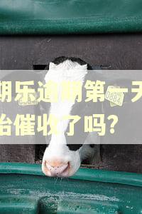 分期乐逾期第一天就开始催收了吗?
