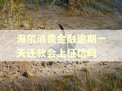 海尔消费金融逾期一天还款会上征信吗