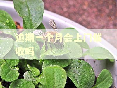 逾期一个月会上门催收吗