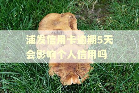浦发信用卡逾期5天会影响个人信用吗