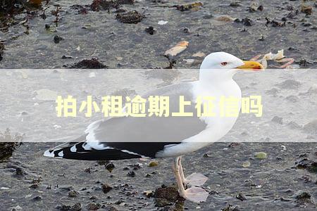 拍小租逾期上征信吗