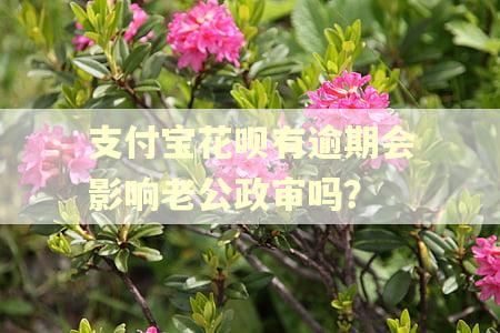 支付宝花呗有逾期会影响老公政审吗？