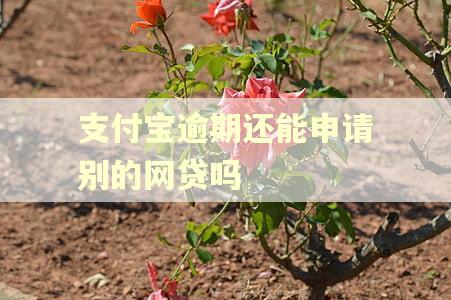 支付宝逾期还能申请别的网贷吗