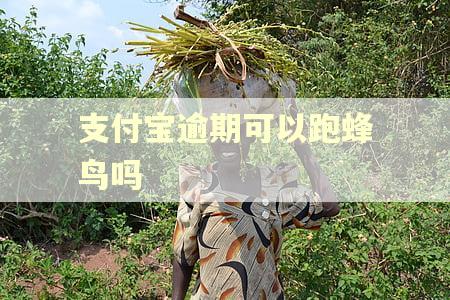 支付宝逾期可以跑蜂鸟吗
