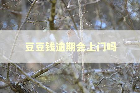 豆豆钱逾期会上门吗 豆豆钱逾期会上门吗