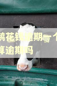 小鹅花钱逾期一个小时算逾期吗