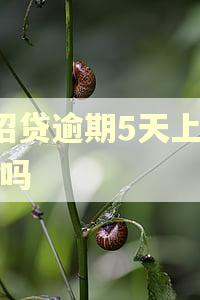 e招贷逾期5天上征信吗