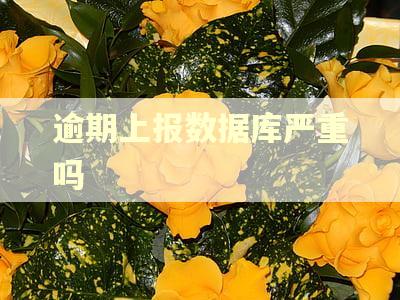 逾期上报数据库严重吗