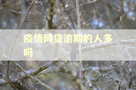 疫情网贷逾期的人多吗