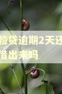 微粒贷逾期2天还能再借出来吗