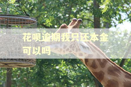 花呗逾期我只还本金可以吗