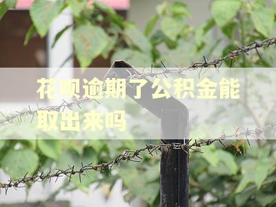 花呗逾期了公积金能取出来吗