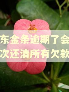金东金条逾期了会让一次还清所有欠款吗